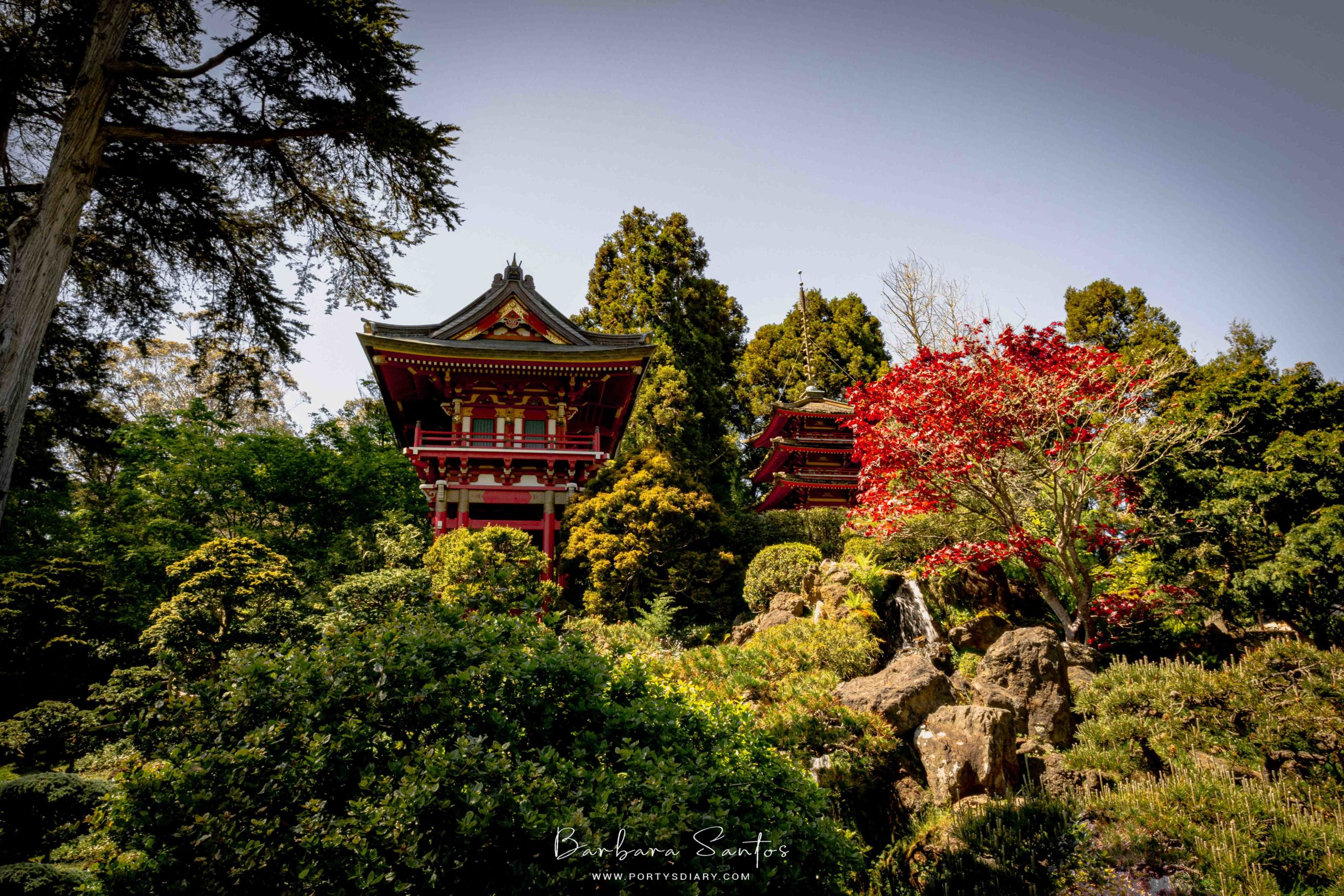 Japanese Garden in Golden Gate Park - 8 things to do in San Francisco